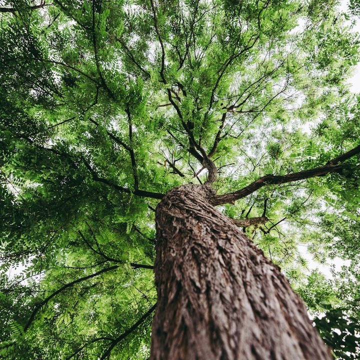 Blick von unten auf einen großen Baum mit grünem Blattwerk.