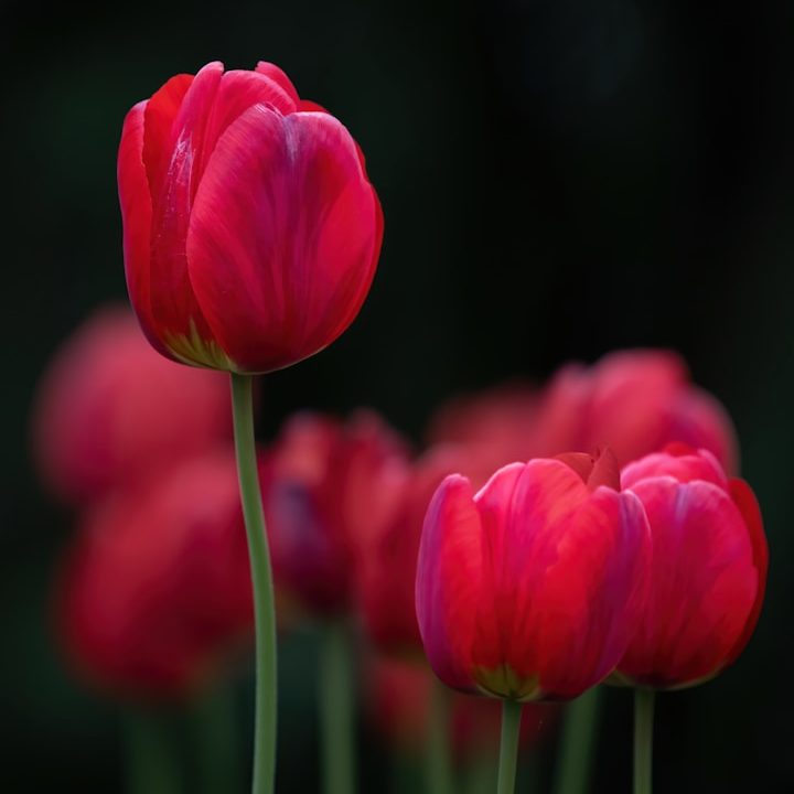 Rote Tulpen mit sanften Farbtönen vor einem dunklen Hintergrund, Führung, Leadership
