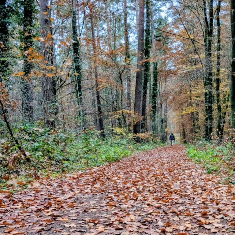 Ein herbstlicher Waldweg mit einem Spaziergänger