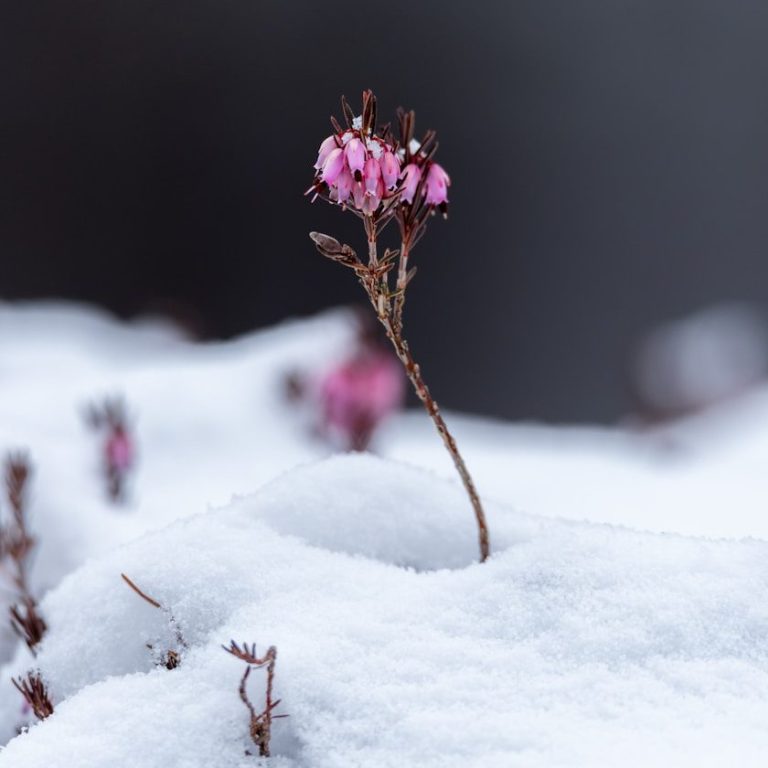 Eine zarte pinkfarbene Blüte wächst aus einer Schneedecke, Resilient, Stärkung, systemisches Coaching