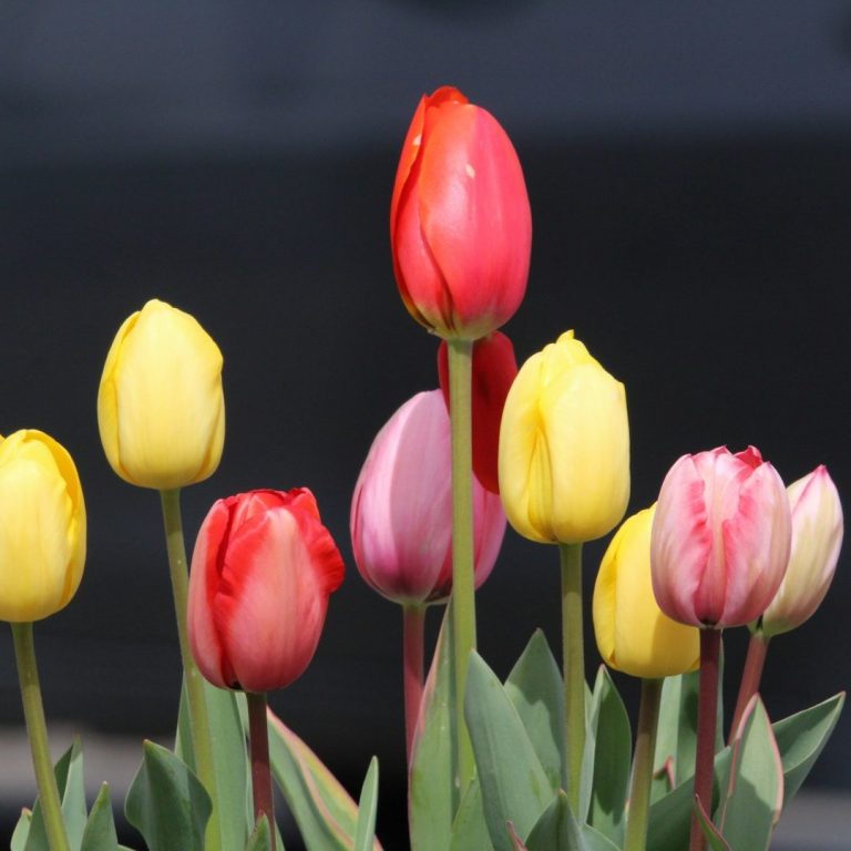 Bunte Tulpen in unterschiedlichen Farben, darunter Rot, Gelb und Lila.